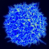 Т-лимфоцит похож на синюю супернову