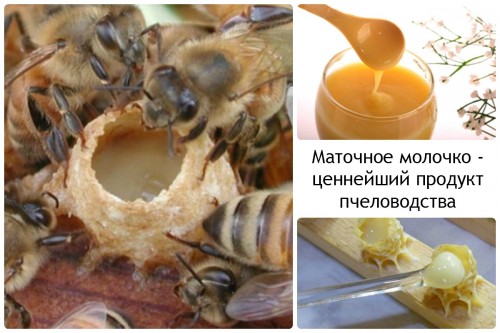 Пчелы и маточное молочко