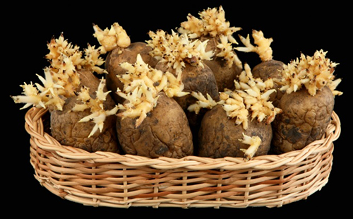 Ростки картофеля в нарядной корзинке
