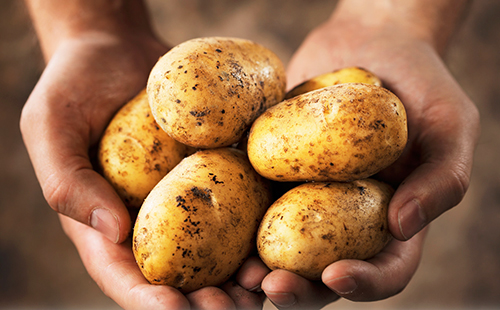 Идеальная картошка в протянутых руках