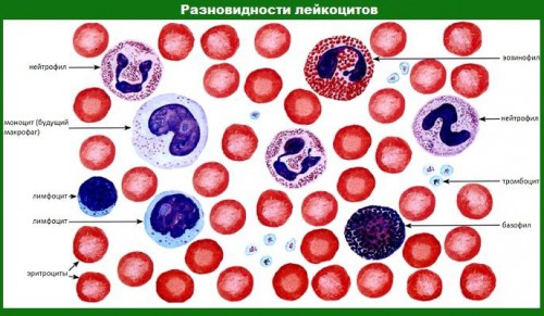 Разновидности лейкоцитов