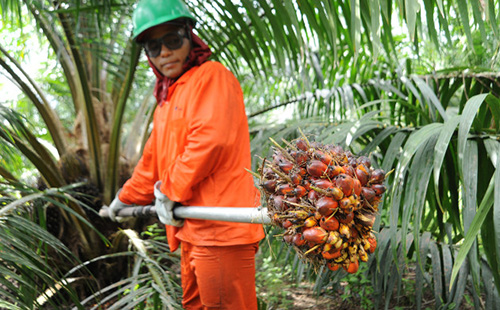 Индонезиец тащит пучок плодов масленичной пальмы