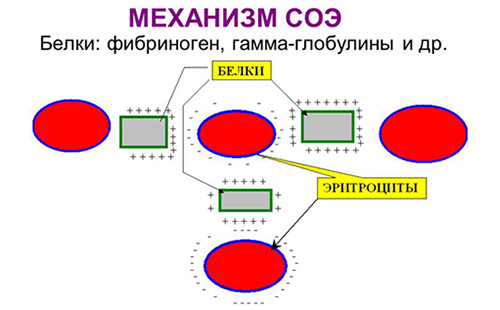 Схема показывает механизм действия СОЭ