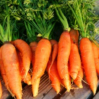 Яркие корневища моркови на деревянном полу